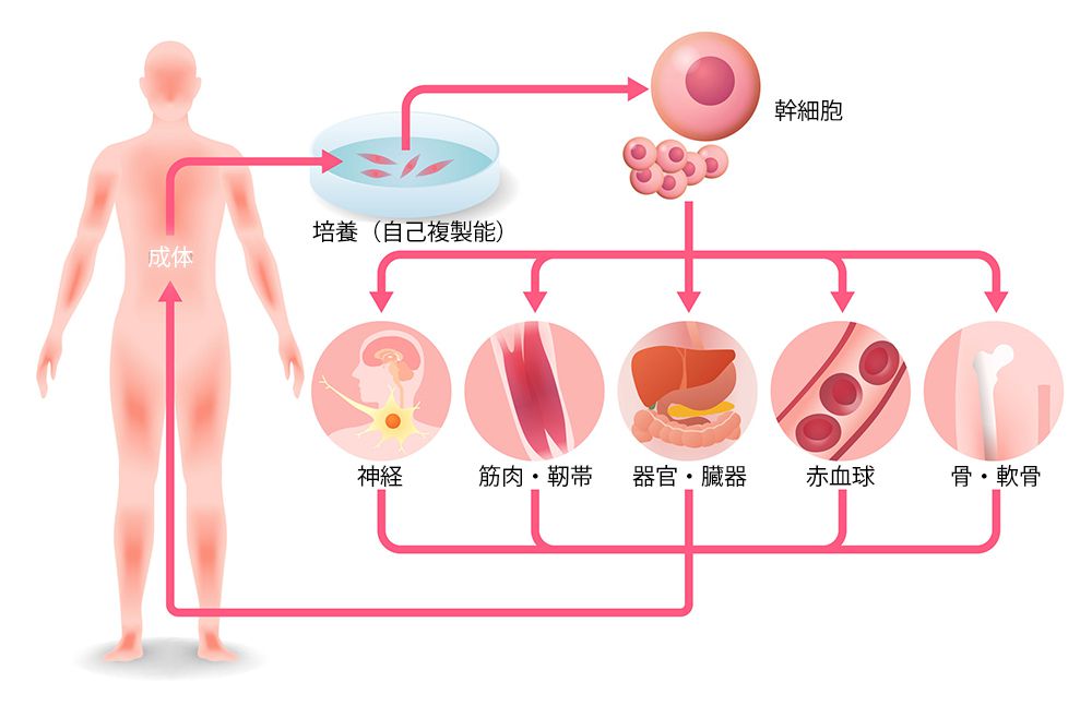 ヒト 幹細胞 を 用いる 臨床 研究 に関する 指針